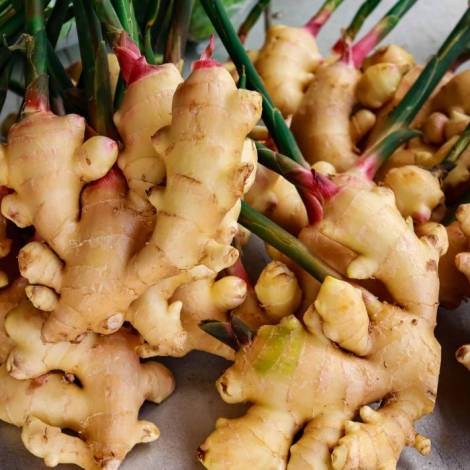 ginger-plant-compressed